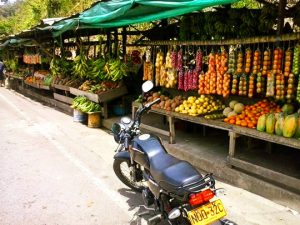 moto-a-palomino