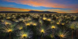 arte e natura