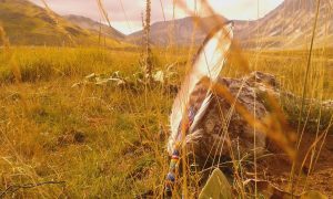 Penna indigena a Campo Imperatore