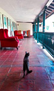 amore per i gatti, ovunque vado ne trovo uno!