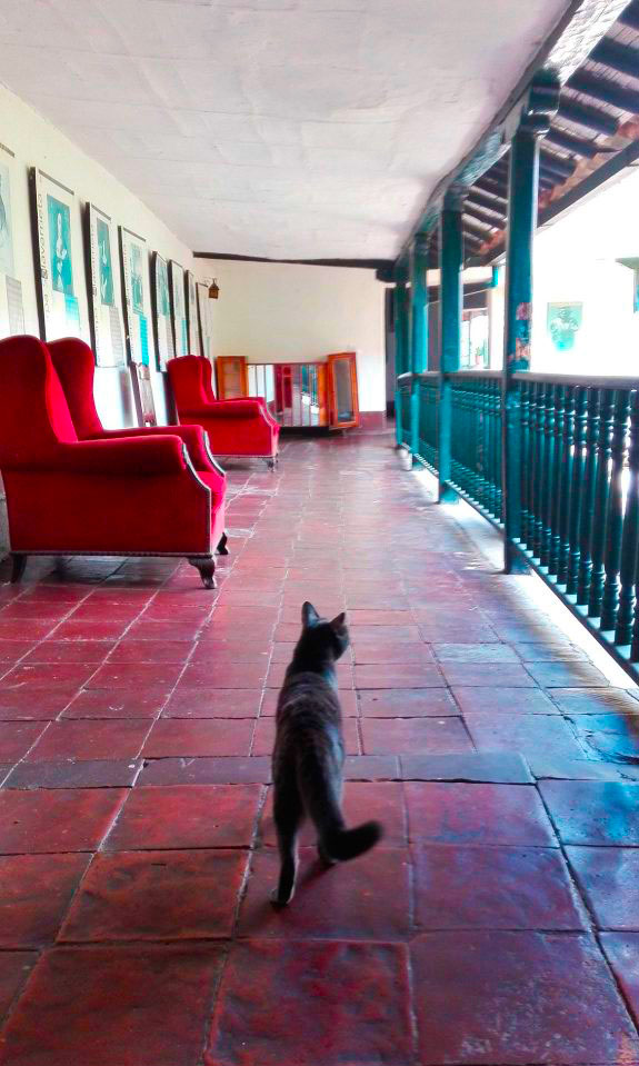 amore per i gatti, ovunque vado ne trovo uno!