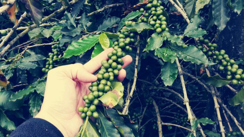 chicchi-di-caffè-viaggiare-in-colombia