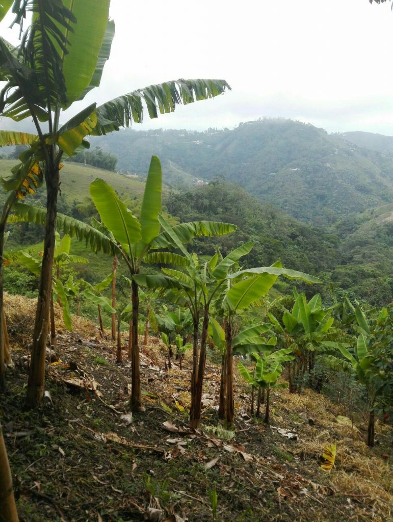 hotel-con-natura-selvaggia-manizales-colombia