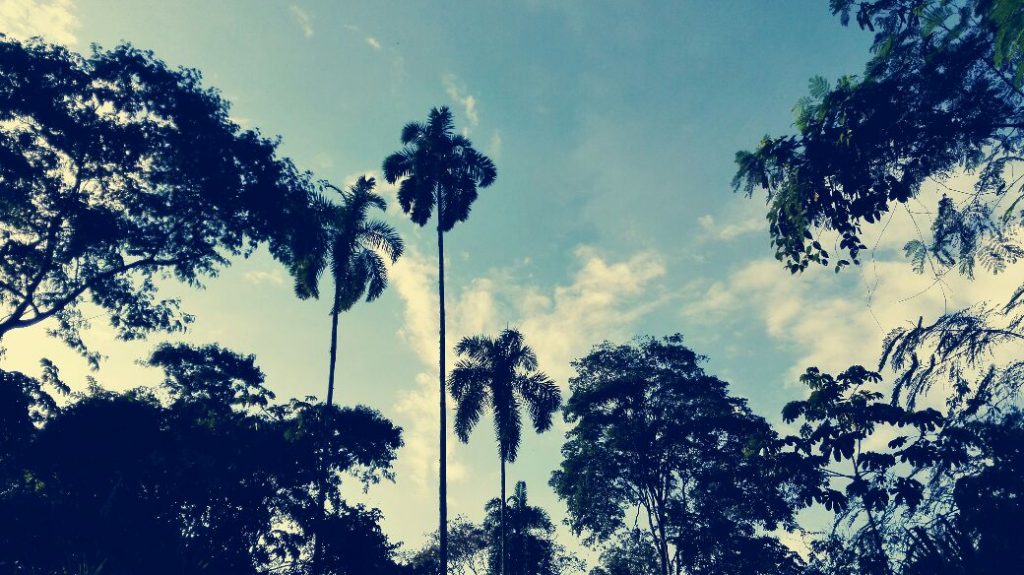 le palme al salto de versalle, durante il mio viaggio in moto in Colombia