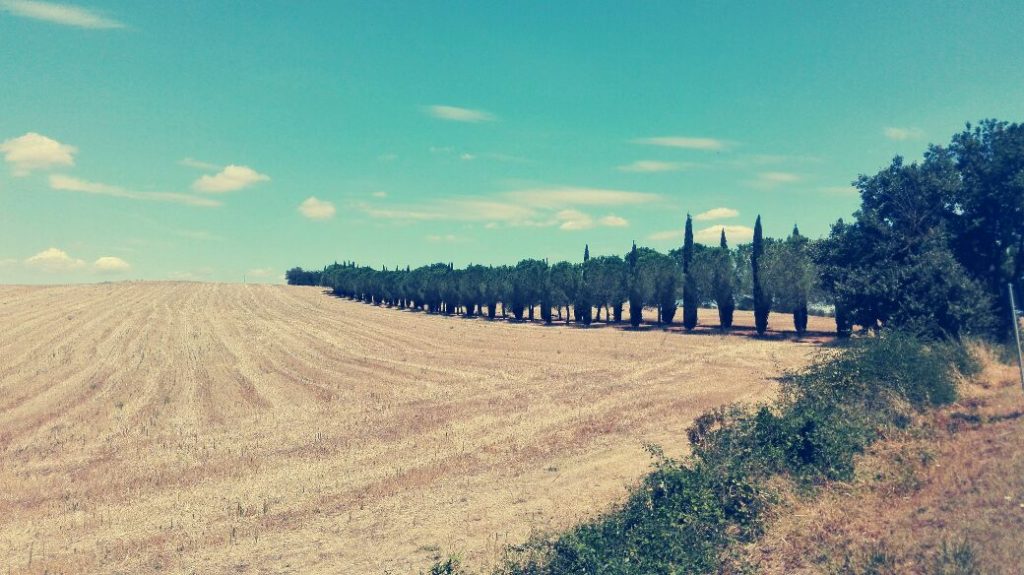 paesaggio-toscano-con-pioppi.jpg