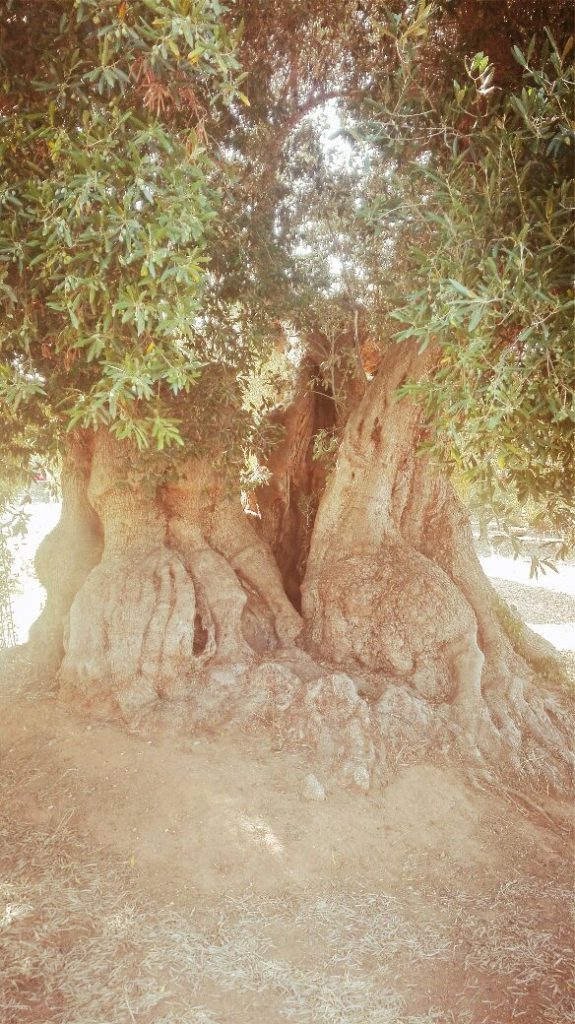ulivi-secolari-mesagne-brindisi.jpg