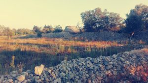campagna galatone
