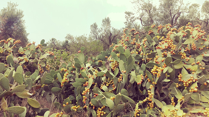 fichi d'india