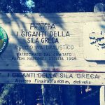 I giganti di Cozzo, sono imponenti alberi secolari...