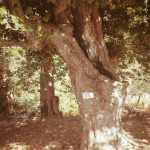 I giganti di Cozzo