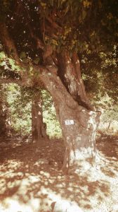 I giganti di Cozzo