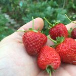 Per prima cosa, un bel raccolto di Fragole