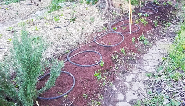 stesura tubo irrigazione sui bancali