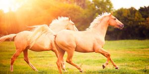 una storia zen sui cavalli