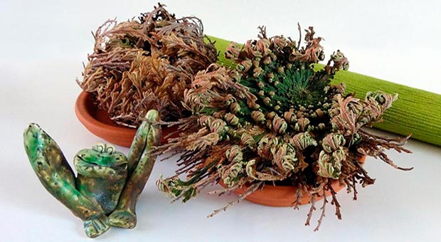 Rosa di Gerico