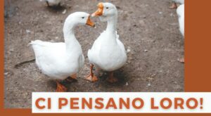 oche usate per tagliare l'erba