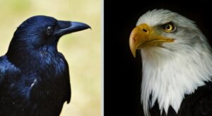 corvo attacca aquila