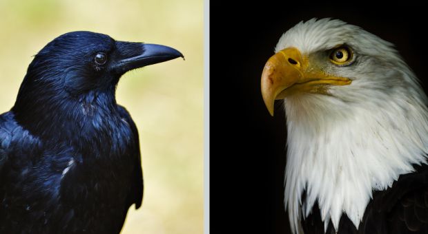 corvo attacca aquila