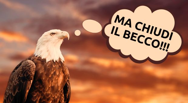 le aquile non si staccano il becco